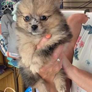 Little Baby Blue, Pomeranian Puppy